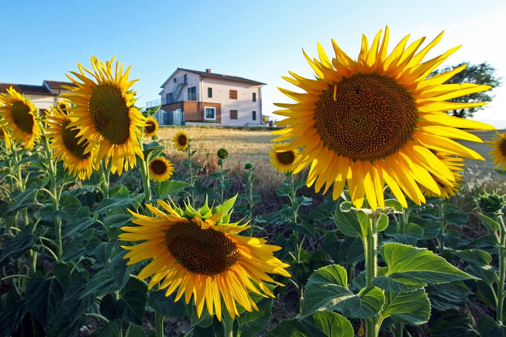 La Collina Del Girasole Villa Montecastrilli Dış mekan fotoğraf